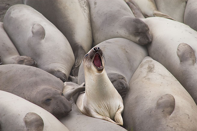 Elephant Seals at Big Sur